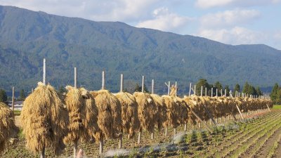田んぼと置賜葉山の写真