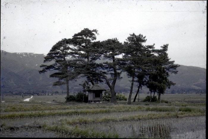 昭和30年 野際薬師堂の様子