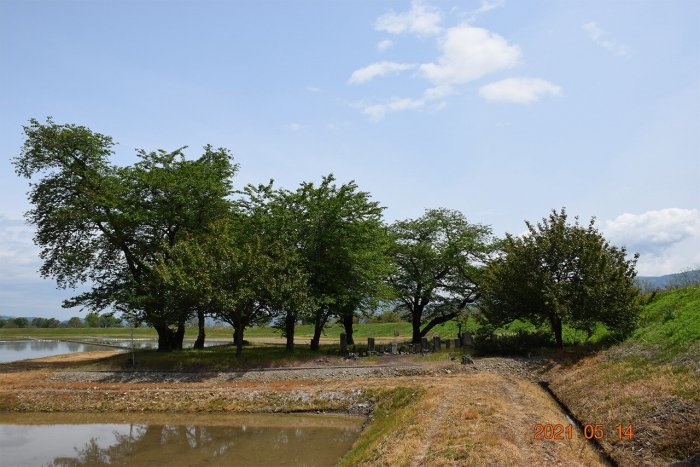 2021年撮影、ひばり野