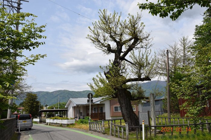 2021年撮影、大桑の木の写真