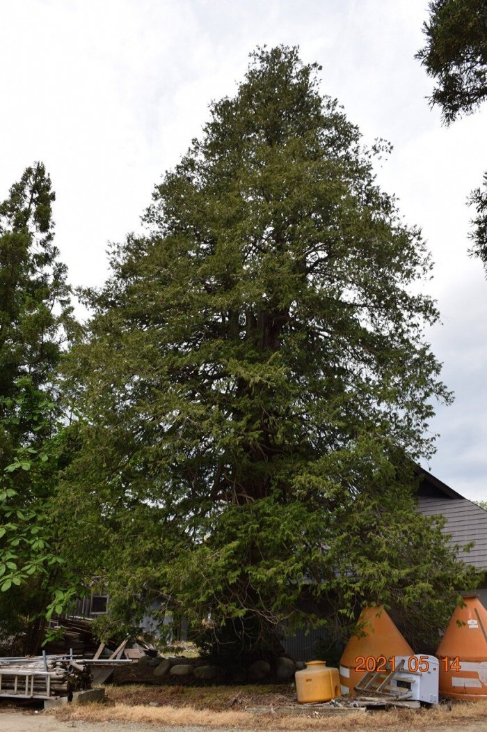 2021年撮影、大檜木（安部家）の写真