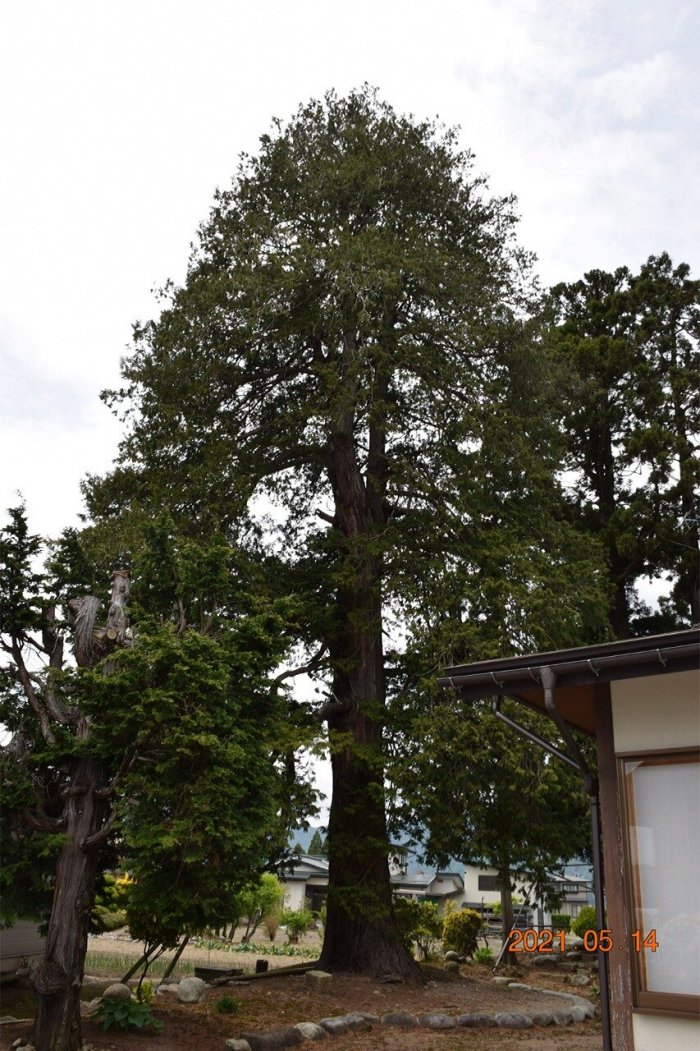 2021年撮影、大檜木（飯澤家）の写真